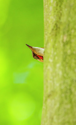 BUITEN BEELD Foto: 268209