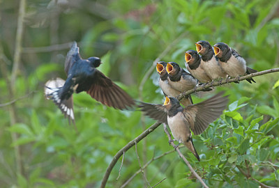 BUITEN BEELD Foto: 268229