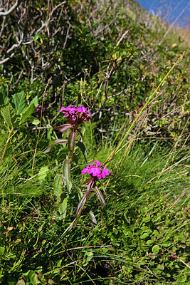 BUITEN BEELD Foto: 268241