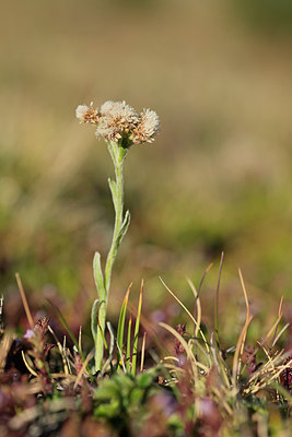 BUITEN BEELD Foto: 268268