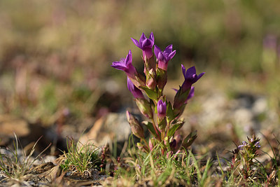BUITEN BEELD Foto: 268269