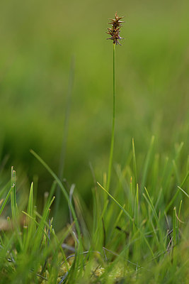 BUITEN BEELD Foto: 268278