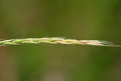 BUITEN BEELD Foto: 268312