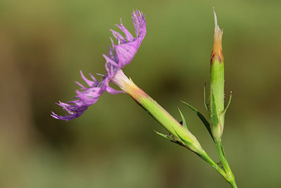 BUITEN BEELD Foto: 268322