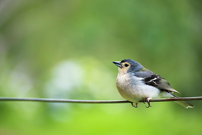 BUITEN BEELD Foto: 268327