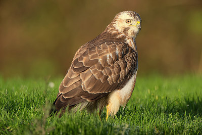BUITEN BEELD Foto: 268350