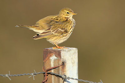 BUITEN BEELD Foto: 268351
