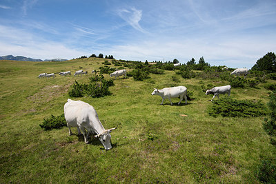 BUITEN BEELD Foto: 268354