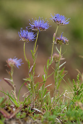 BUITEN BEELD Foto: 268358