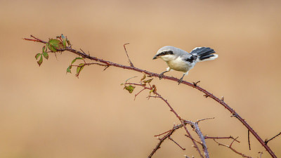 BUITEN BEELD Foto: 268364