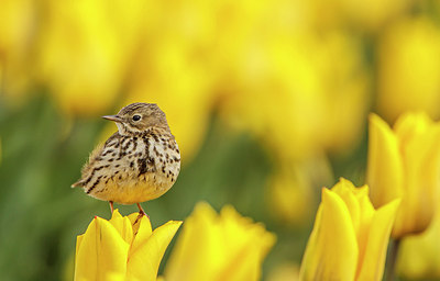 BUITEN BEELD Foto: 268366