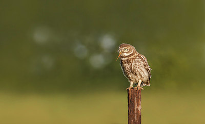 BUITEN BEELD Foto: 268368