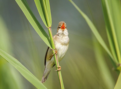 BUITEN BEELD Foto: 268369