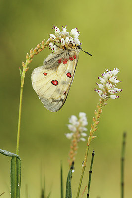 BUITEN BEELD Foto: 268494