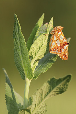 BUITEN BEELD Foto: 268495