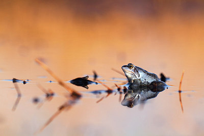 BUITEN BEELD Foto: 268498