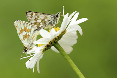 BUITEN BEELD Foto: 268500