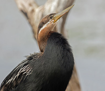 BUITEN BEELD Foto: 268507