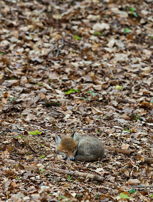 BUITEN BEELD Foto: 268562
