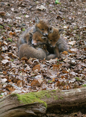 BUITEN BEELD Foto: 268567