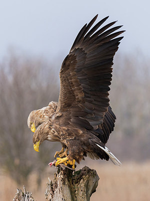 BUITEN BEELD Foto: 268764