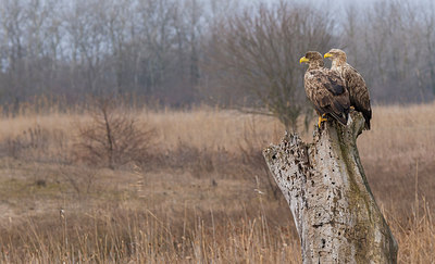 BUITEN BEELD Foto: 268766