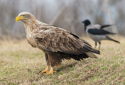 BUITEN BEELD Foto: 268772