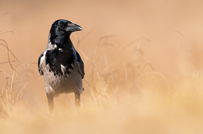 BUITEN BEELD Foto: 268774