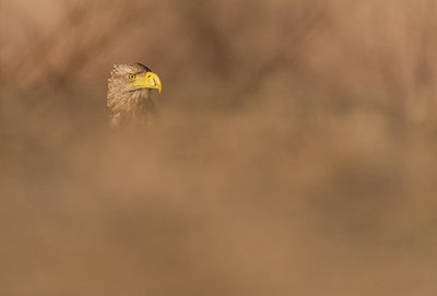BUITEN BEELD Foto: 268778