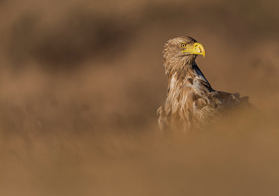 BUITEN BEELD Foto: 268779
