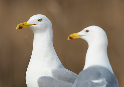 BUITEN BEELD Foto: 268780
