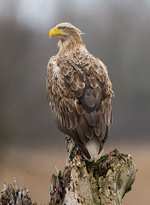 BUITEN BEELD Foto: 268788