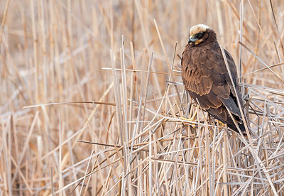 BUITEN BEELD Foto: 268817