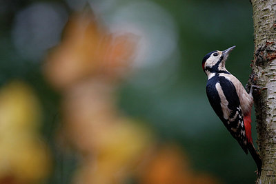 BUITEN BEELD Foto: 268826