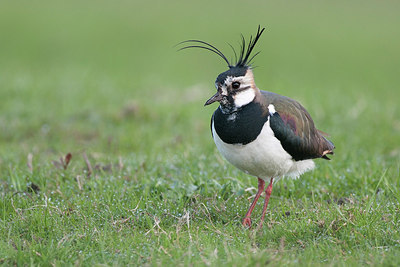 BUITEN BEELD Foto: 268828