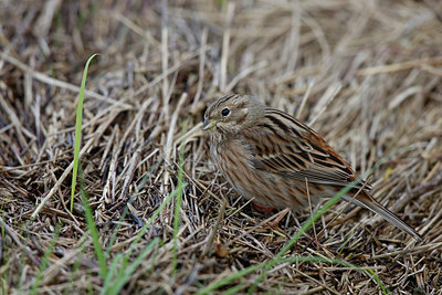 BUITEN BEELD Foto: 268842