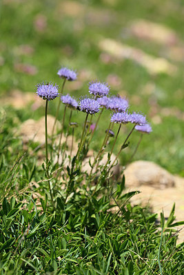 BUITEN BEELD Foto: 268856
