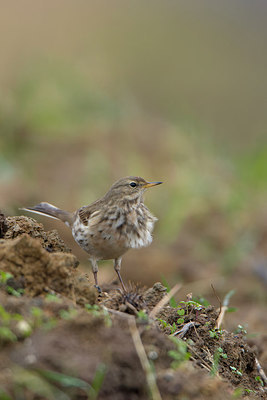 BUITEN BEELD Foto: 268865