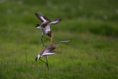 BUITEN BEELD Foto: 268911