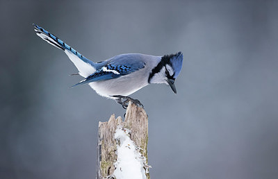 BUITEN BEELD Foto: 268941