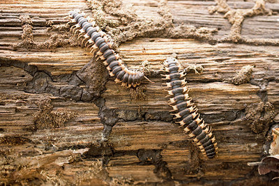 BUITEN BEELD Foto: 268964