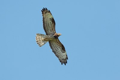 BUITEN BEELD Foto: 26006