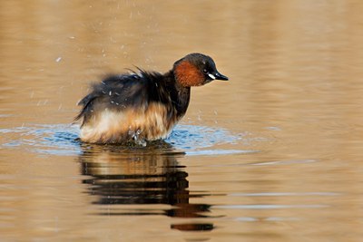 BUITEN BEELD Foto: 26017