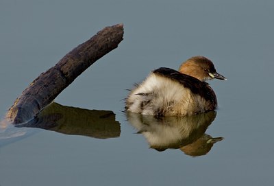 BUITEN BEELD Foto: 26020