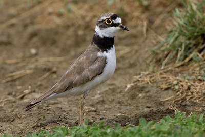 BUITEN BEELD Foto: 26033