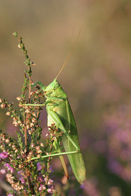 BUITEN BEELD Foto: 26052