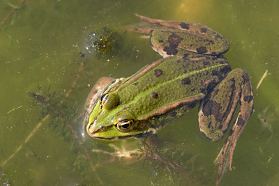 BUITEN BEELD Foto: 26054