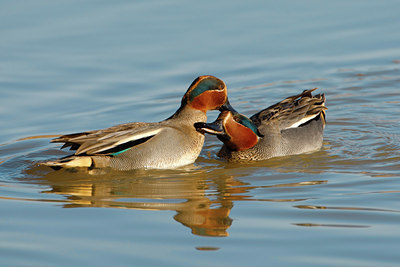 BUITEN BEELD Foto: 26092