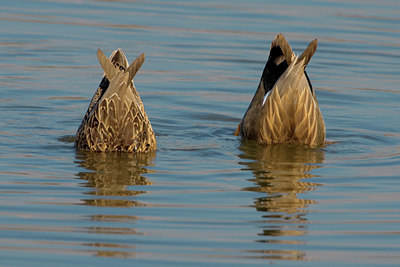BUITEN BEELD Foto: 26102