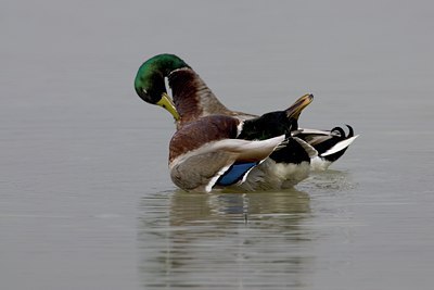 BUITEN BEELD Foto: 26128